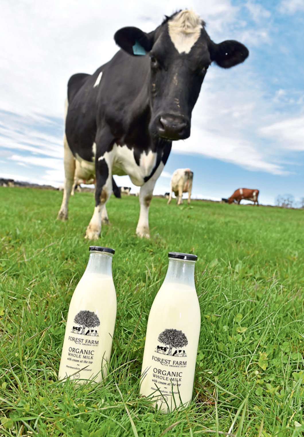 The Organic Dairy